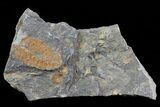 Ordovician Soft-Bodied Fossil (Duslia?) - Morocco #80258-1